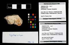 Foto (Objekt + Etikett) von Cycloprosopon sp.  (NHMW-GEO-1990-0041-4760)